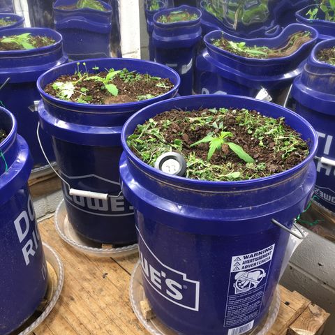 #epicgrowoff growlog photo: Pulling the cover crop bit by bit