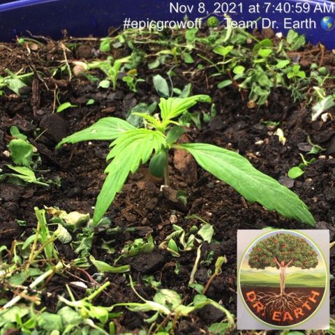 #epicgrowoff growlog photo: Heating te place up abut seems to be working. She’s grown overnight and her leaves look better. 