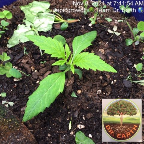 #epicgrowoff growlog timeline photo