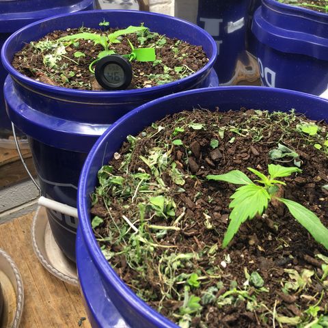 #epicgrowoff growlog photo: 8 am ish. Front girl looking better now. I think adding the heat was just the ticket. 🔥🔥