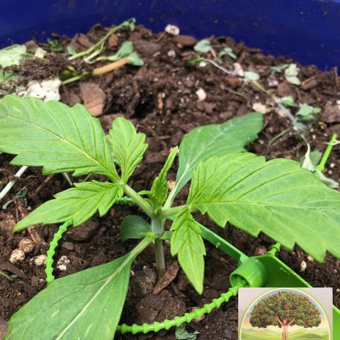 #epicgrowoff growlog timeline photo