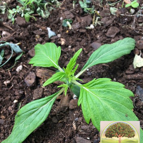 #epicgrowoff growlog timeline photo