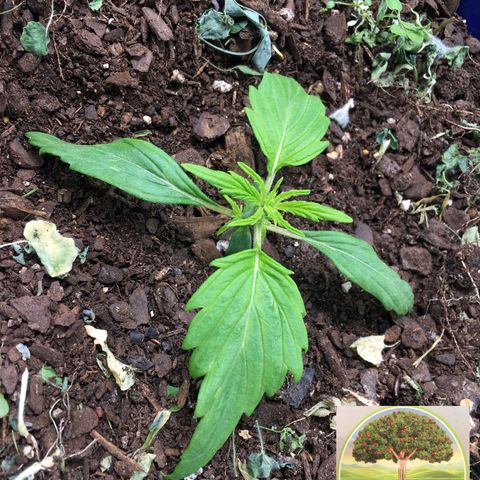 #epicgrowoff growlog timeline photo