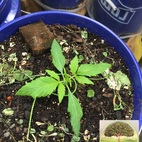 #epicgrowoff growlog photo: Check out the wingspan on this princess
