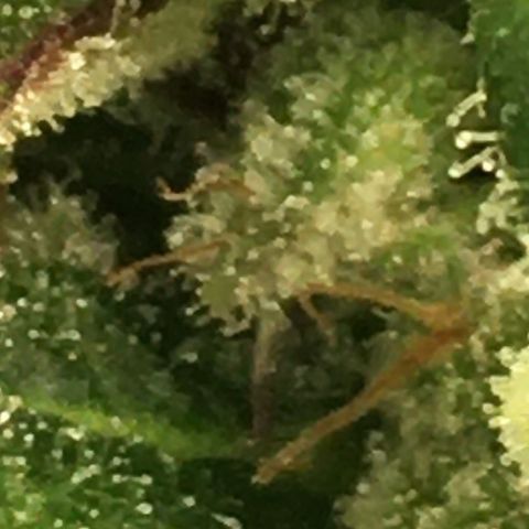 The Cheese growlog timeline photo