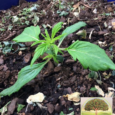 #epicgrowoff growlog timeline photo