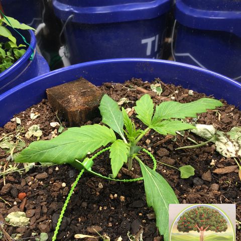 #epicgrowoff growlog timeline photo