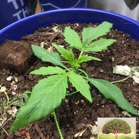 #epicgrowoff growlog timeline photo