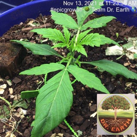 #epicgrowoff growlog timeline photo