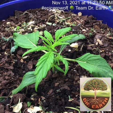 #epicgrowoff growlog timeline photo