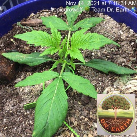#epicgrowoff growlog timeline photo