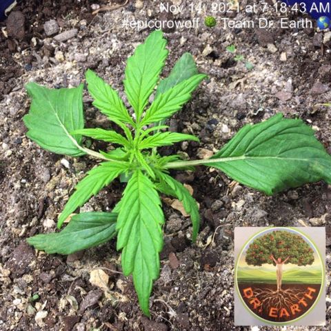 #epicgrowoff growlog timeline photo