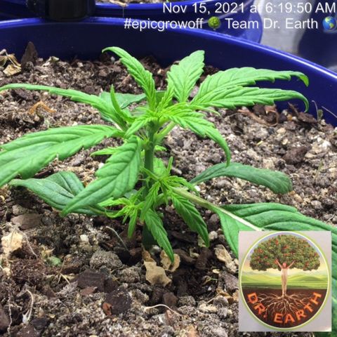 #epicgrowoff growlog timeline photo