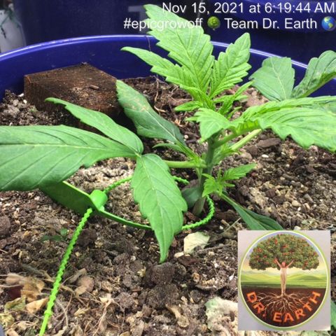 #epicgrowoff growlog timeline photo