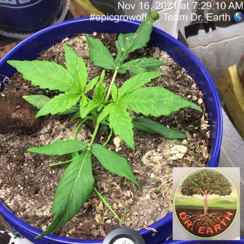 #epicgrowoff growlog timeline photo