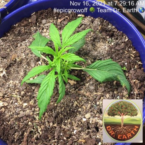 #epicgrowoff growlog timeline photo