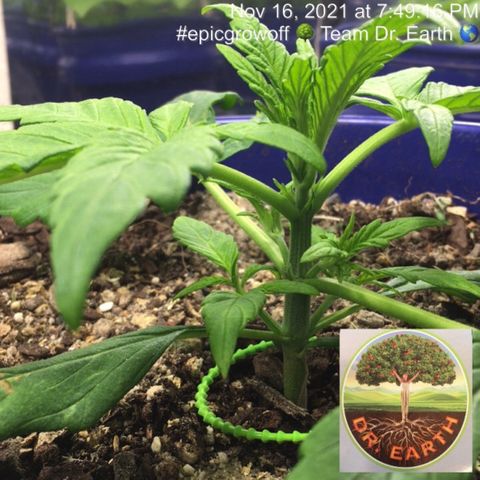 #epicgrowoff growlog timeline photo