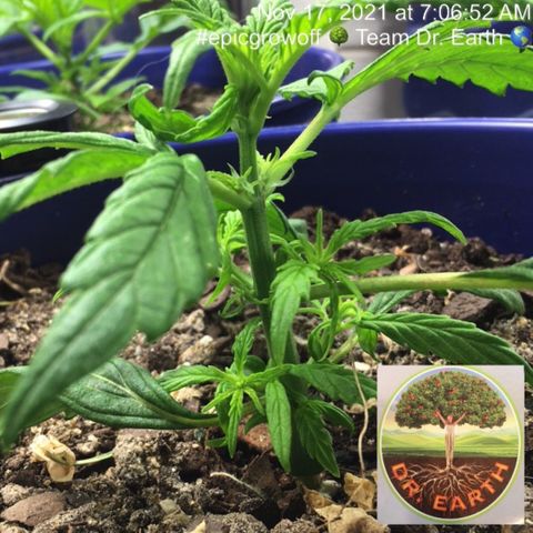 #epicgrowoff growlog timeline photo