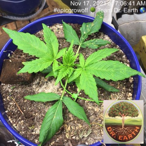 #epicgrowoff growlog timeline photo