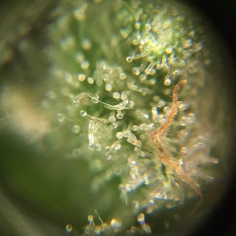 The Cheese growlog timeline photo