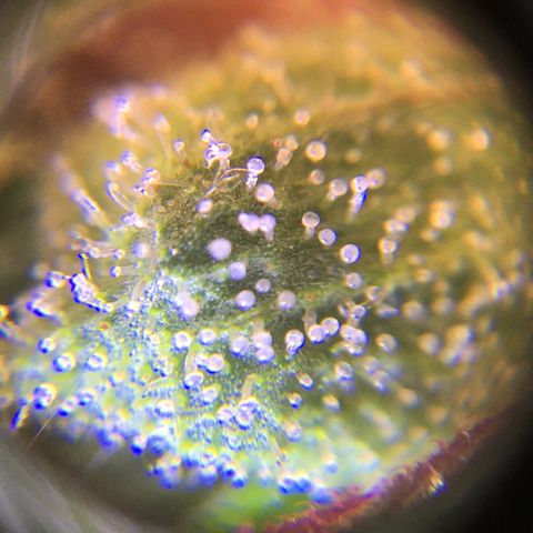The Cheese growlog timeline photo