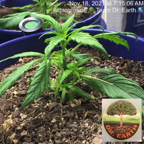 #epicgrowoff growlog timeline photo