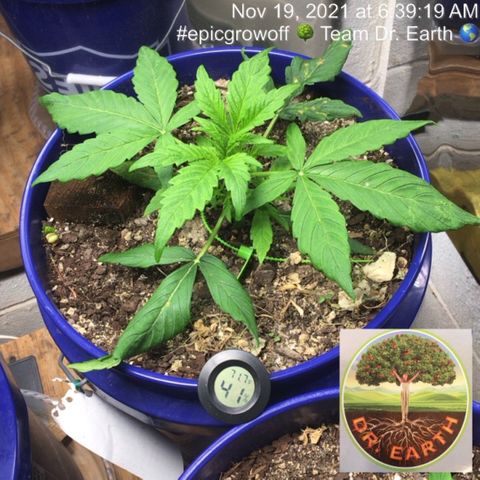 #epicgrowoff growlog timeline photo