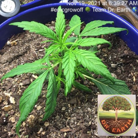 #epicgrowoff growlog timeline photo