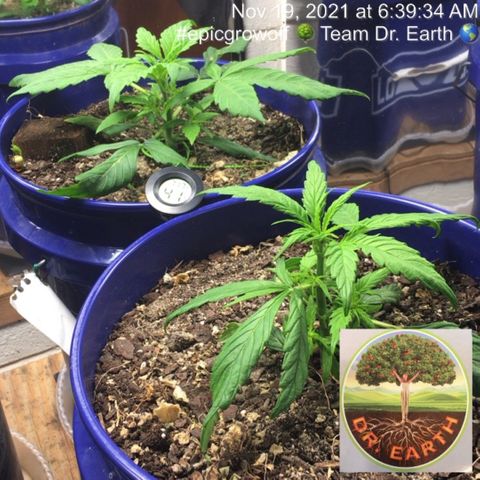 #epicgrowoff growlog timeline photo