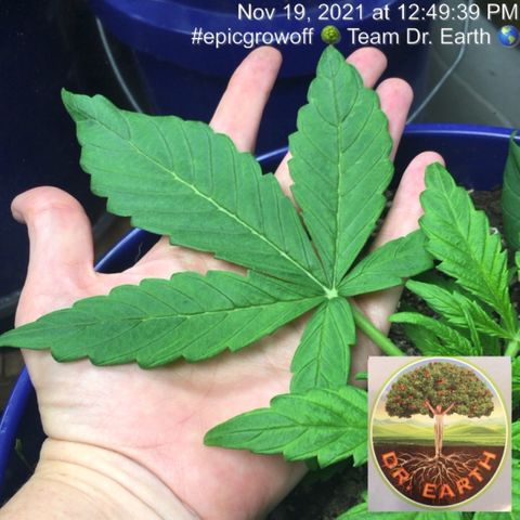 #epicgrowoff growlog timeline photo