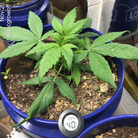 #epicgrowoff growlog timeline photo