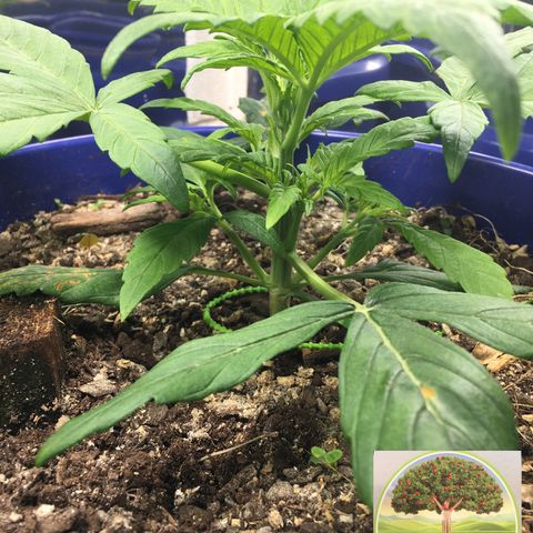 #epicgrowoff growlog timeline photo