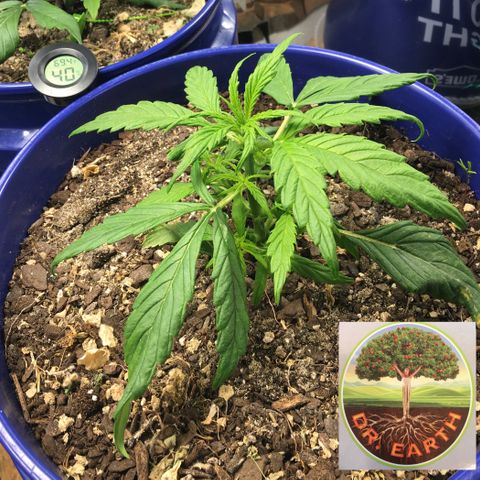 #epicgrowoff growlog timeline photo