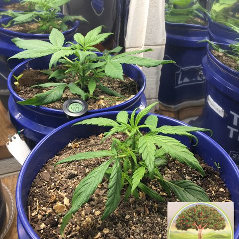 #epicgrowoff growlog timeline photo