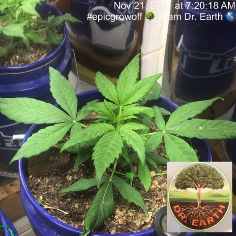 #epicgrowoff growlog timeline photo