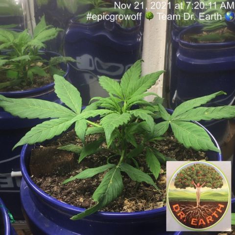 #epicgrowoff growlog timeline photo