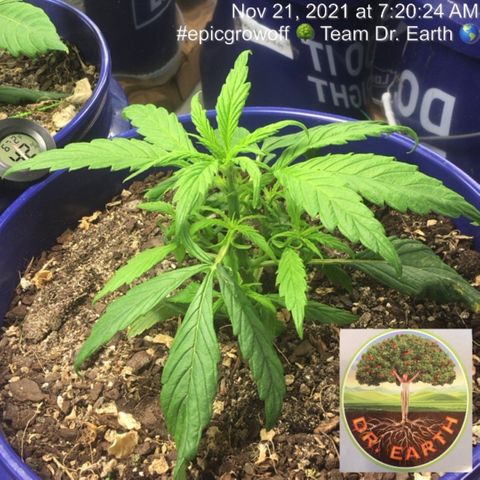 #epicgrowoff growlog timeline photo