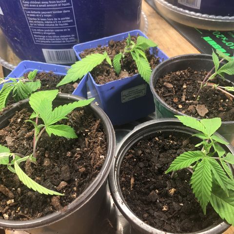 Cheese puffs growlog timeline photo