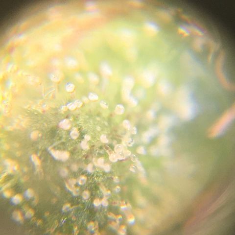 The Cheese growlog timeline photo