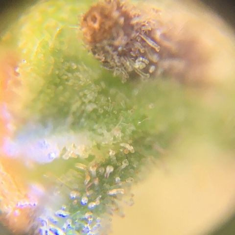 The Cheese growlog timeline photo