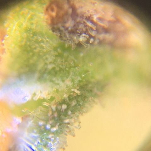 The Cheese growlog timeline photo