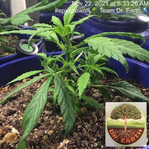 #epicgrowoff growlog timeline photo