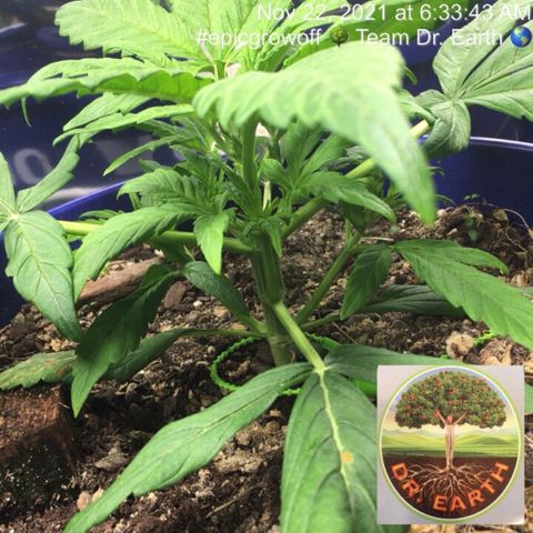 #epicgrowoff growlog timeline photo