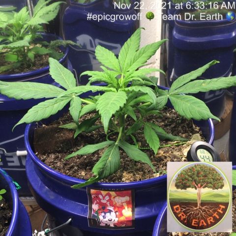 #epicgrowoff growlog timeline photo