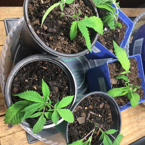 Cheese puffs growlog timeline photo