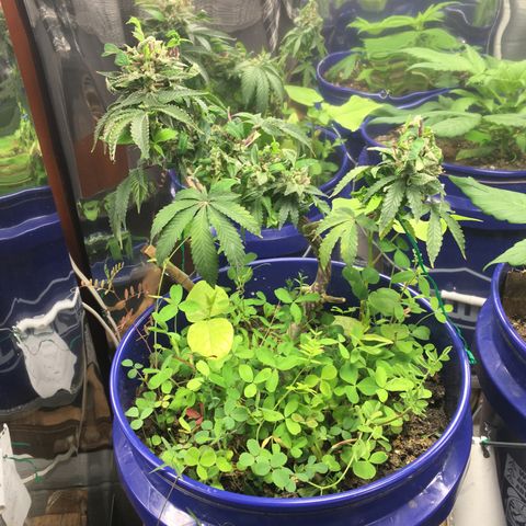 The Cheese growlog timeline photo