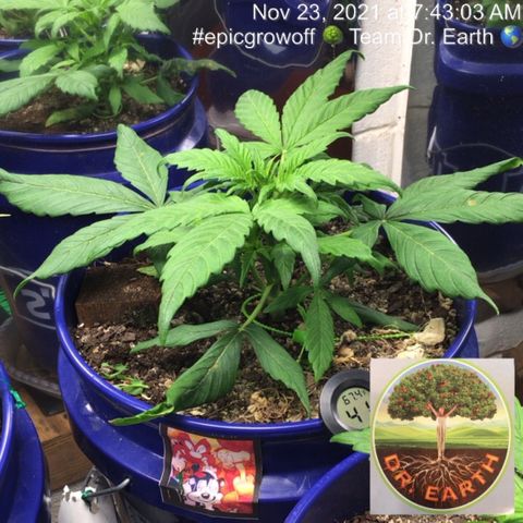 #epicgrowoff growlog timeline photo