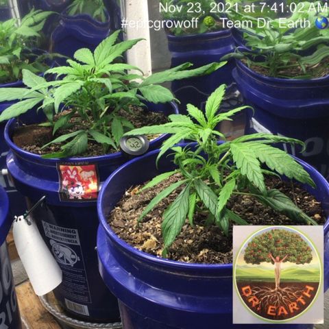 #epicgrowoff growlog timeline photo