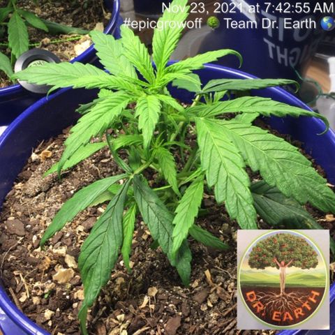 #epicgrowoff growlog timeline photo