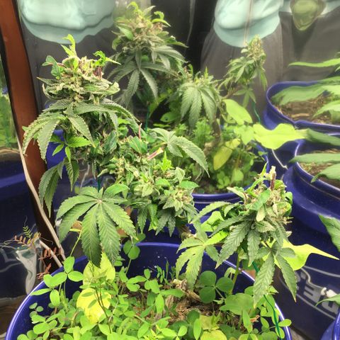 The Cheese growlog photo: This is her last day before lights out 
